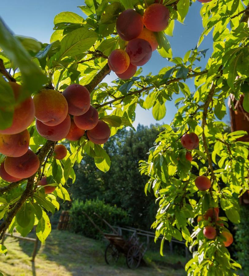 Agriturismo Alle Rose Волтера Екстериор снимка
